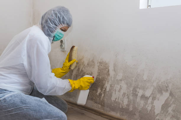 Best Bathroom Mold Remediation in New Lenox, IL