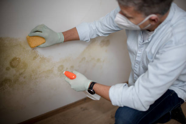 Best Residential Mold Remediation in New Lenox, IL