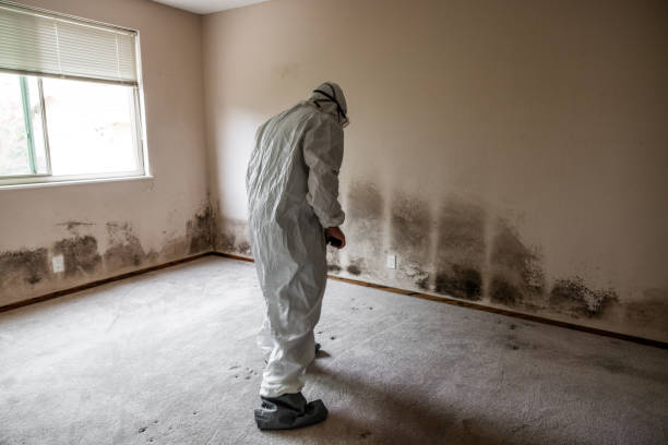 Best DIY Mold Remediation Support Services in New Lenox, IL