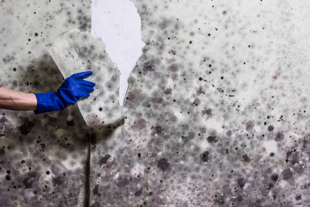 Best Residential Mold Remediation in New Lenox, IL