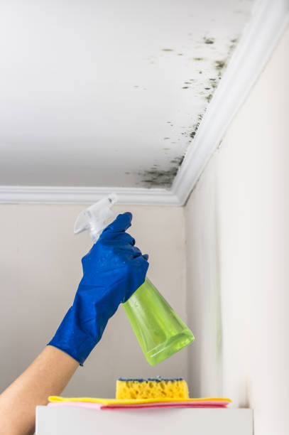 Best Mold Remediation for Specific Building Types in New Lenox, IL