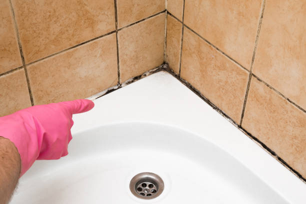 Best Residential Mold Remediation in New Lenox, IL